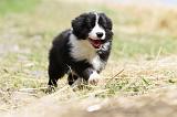 BORDER COLLIE 659